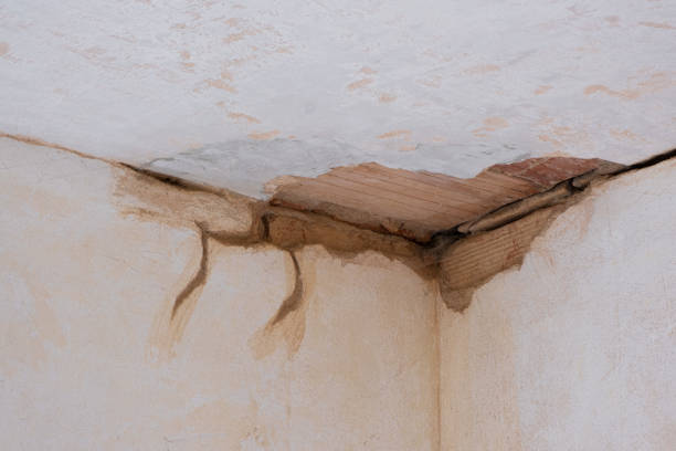 Best Mold removal after water damage  in Huntsville, TN