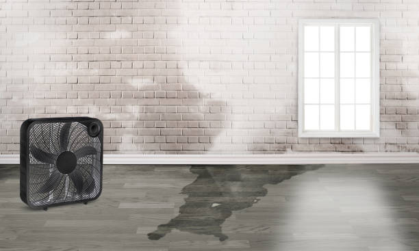 Best Water damage restoration near me  in Huntsville, TN